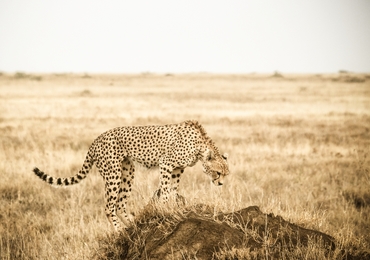 Day 5 Central Serengeti