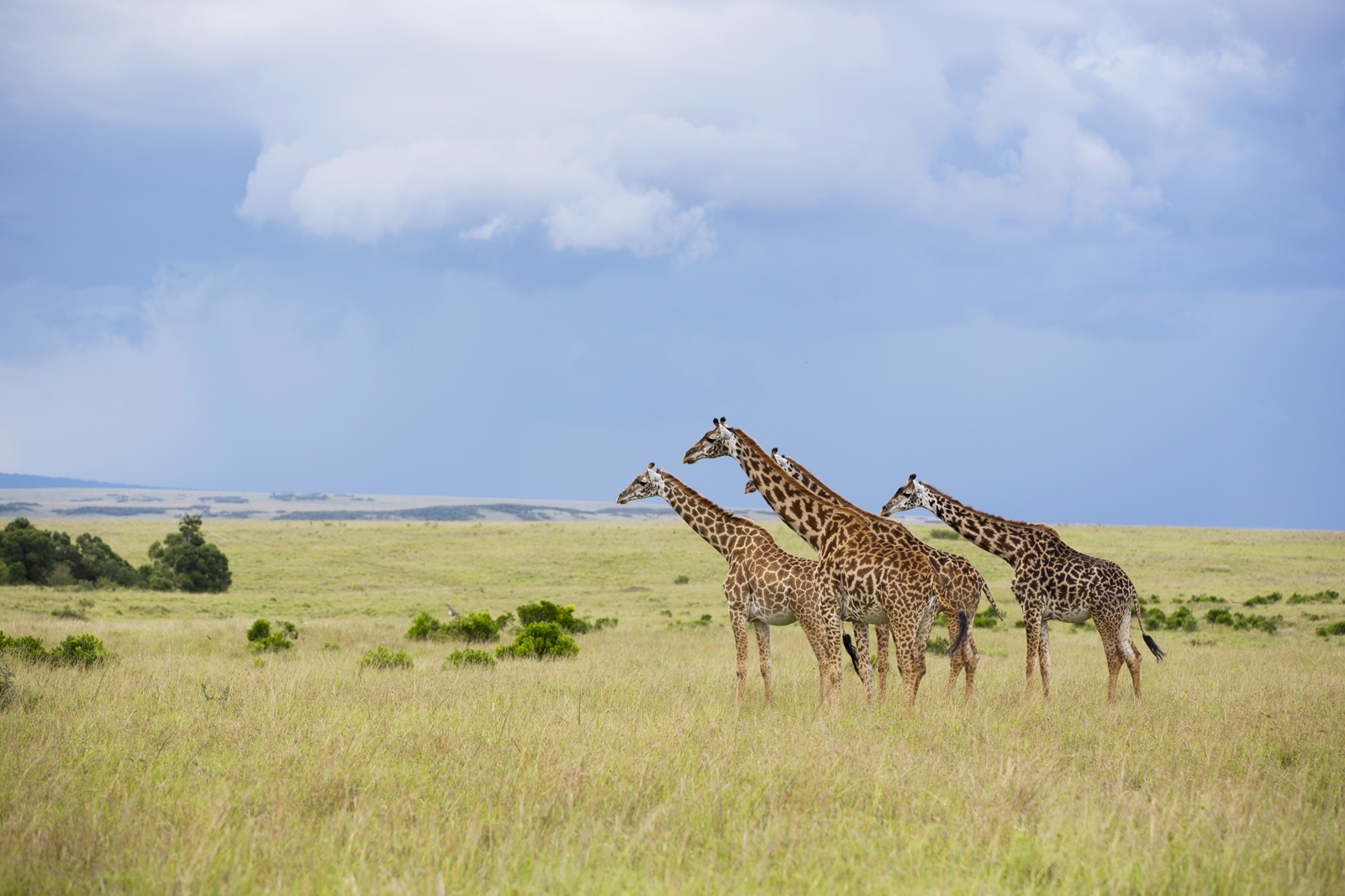 Day 3-4 Masai Mara