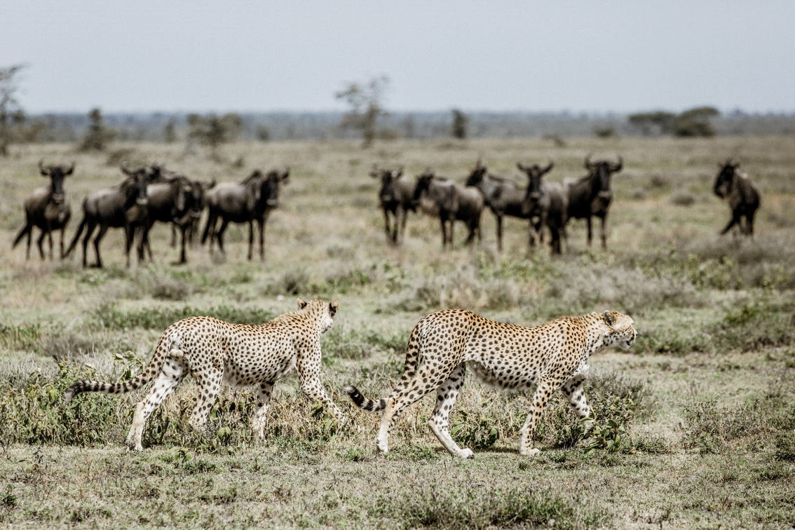 Day 14-15 Masai Mara