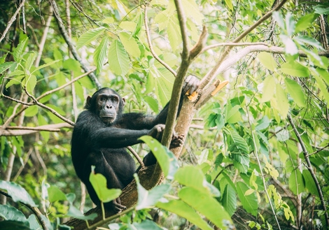 野性烏干達 - 追猩之旅